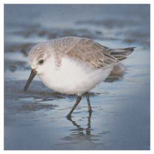 Cute Little Sanderling vid Beach Tyg