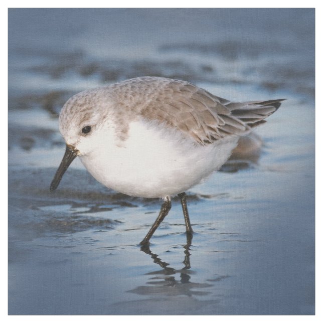 Cute Little Sanderling vid Beach Tyg (Provkarta)