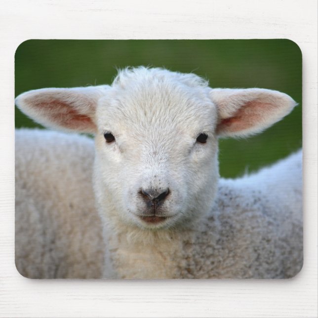 Cute Little Sheep Musmatta (Framsidan)