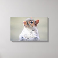 Cute Little Soft and Fluffy Grått Squirrel