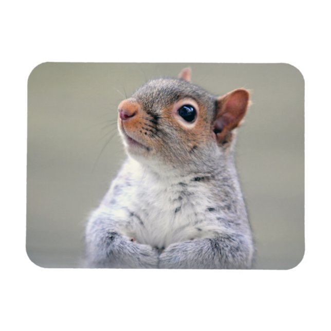 Cute Little Soft and Fluffy Grått Squirrel Magnet (Horisontell)