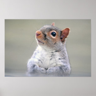 Cute Little Soft and Fluffy Grått Squirrel Poster