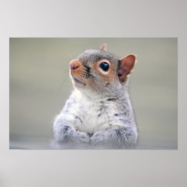 Cute Little Soft and Fluffy Grått Squirrel Poster (Framsidan)