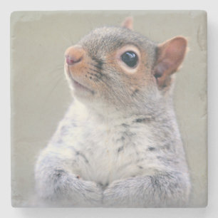 Cute Little Soft and Fluffy Grått Squirrel Underlägg Sten