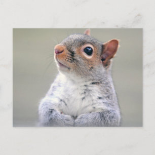 Cute Little Soft and Fluffy Grått Squirrel Vykort