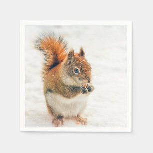 Cute Little Squirrel Eating Nöt Pappersservett