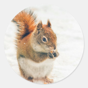 Cute Little Squirrel Eating Nöt Runt Klistermärke