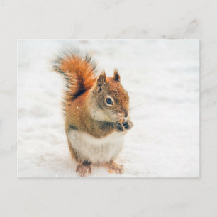Cute Little Squirrel Eating Nöt Vykort