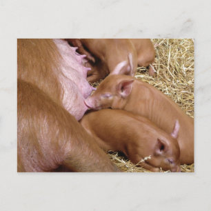 Cute Little Tamworth Piglet - Fotografi av Gris Vykort