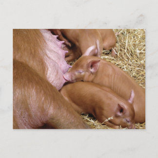 Cute Little Tamworth Piglet - Fotografi av Gris Vykort
