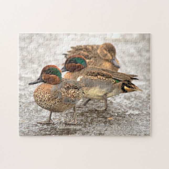 Cute Little Trio of Grönt-Winged Teals Pussel (Horisontell)