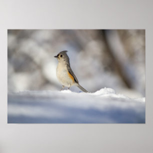 Cute Little Tusted Titmus Bird i Snö Poster
