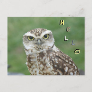 Cute Little Uggla HEJ Postcard Vykort