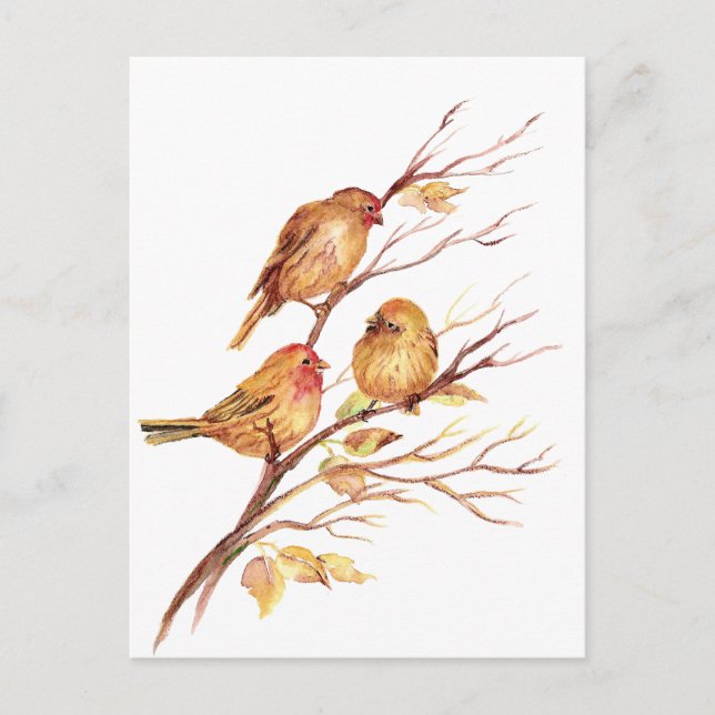 Cute Little Watercolor Sparrow Garden Birds Vykort (Framsida)