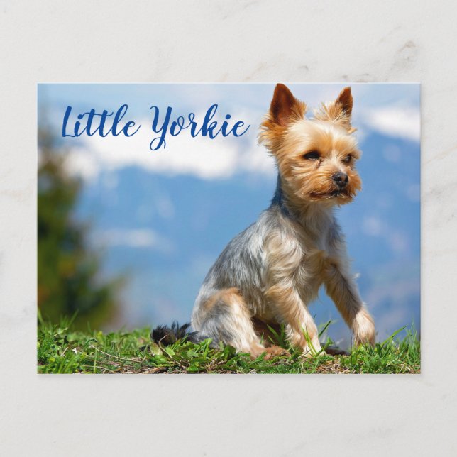 Cute Little Yorkie Terrier Vykort (Framsida)