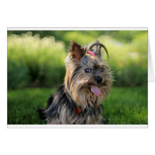 Cute Little Yorkshire Terrier Hund Hälsningskort