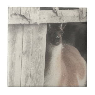 Cute Llama Black and White Animal Kakelplatta
