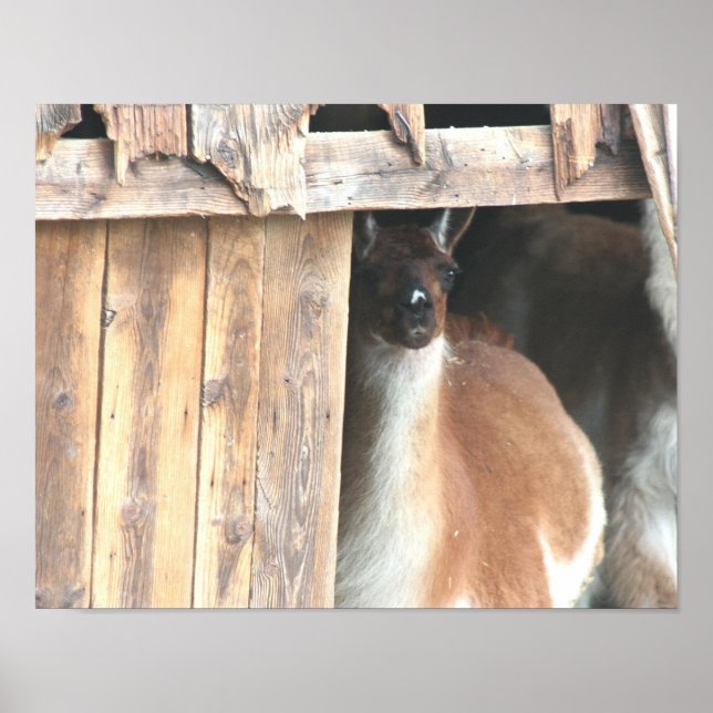 Cute Llama på barn Farm Animal Poster (Framsidan)