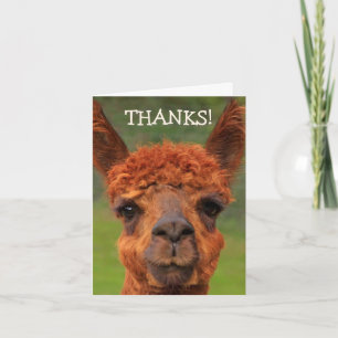 Cute Llama - tackkort Anteckningskort