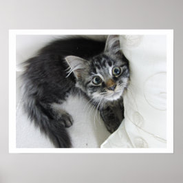 Cute Long-Hader Tabby Kitten, Big Ögon Poster