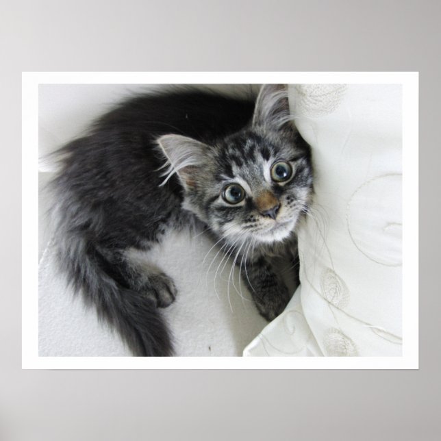 Cute Long-Hader Tabby Kitten, Big Ögon Poster (Framsidan)