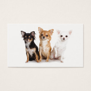 Cute Long Hair Chihuahua Puppes Visitkort