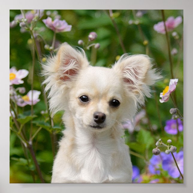 Cute long-herde-kräm Chihuahua Hund Puppy Photo - Poster (Framsidan)