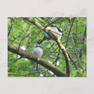 Cute Long-Tails Birds DIY-vykort Vykort