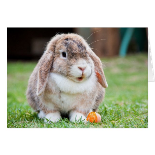 Cute Lop Eared Rabbit in Grass with Carrot Hälsningskort (Framsidan Horizontal)