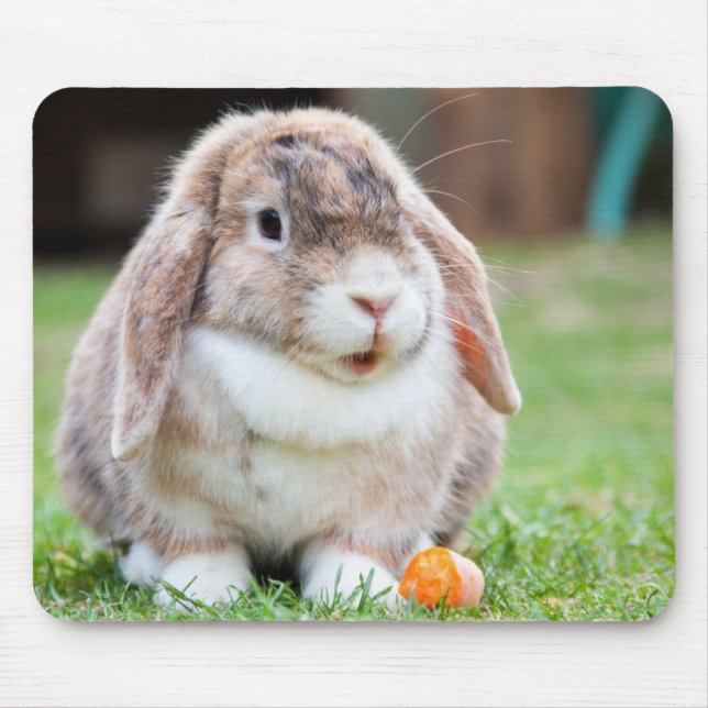 Cute Lop Eared Rabbit in Grass with Carrot Musmatta (Framsidan)