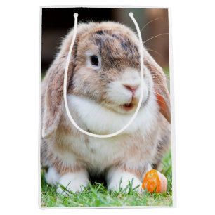 Cute lop-Ekanin