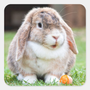 Cute lop-Ekanin Fyrkantigt Klistermärke