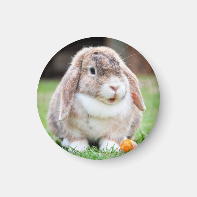 Cute lop-Ekanin Magnet (Framsidan)