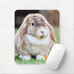 Cute lop-Ekanin Musmatta