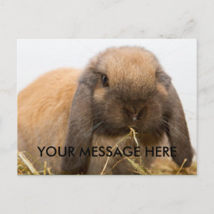 Cute lop örbunny vykort
