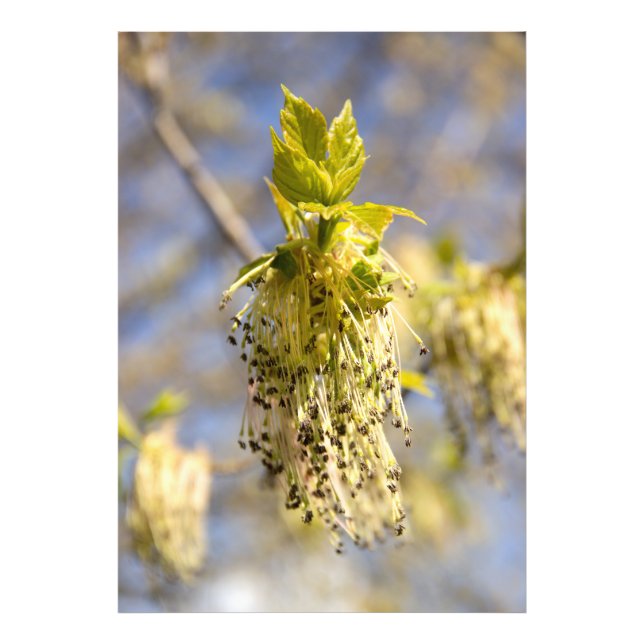 Cute löv i vår-foto fototryck (Framsidan)
