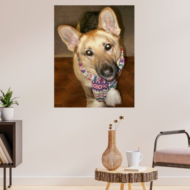 Cute Lovable German Shepherd Hund with Scarf Poster (Vardagsrum 3)