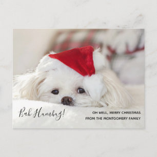 Cute Ludda Vita Hund Jul Bah Humbug Helg Vykort