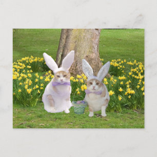 Cute, Lusnyknugga Vykort