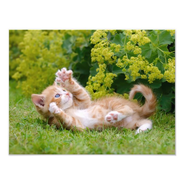 Cute lustig kattunge som leker i en blomsterträdgå fototryck (Framsidan)