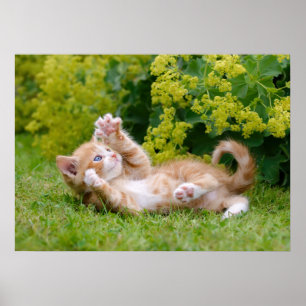 Cute lustig kattunge som leker i en blomsterträdgå poster