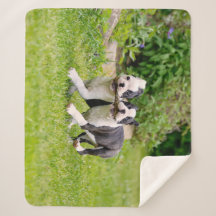 Cute Lustiga Boston Terrier hundar-marionetter -