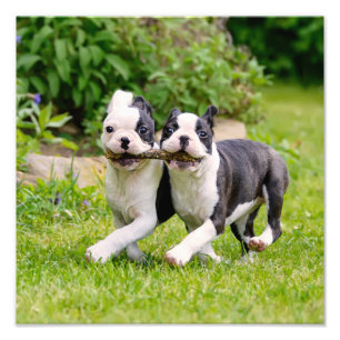 Cute Lustiga Boston Terrier hundar-marionetter - Fototryck