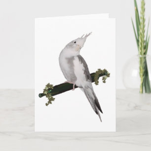 Cute Lutino Cockatiel Bird Ivy Perch Animal Kort
