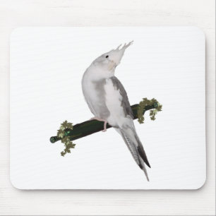 Cute Lutino Cockatiel Bird Ivy Perch Animal Musmatta