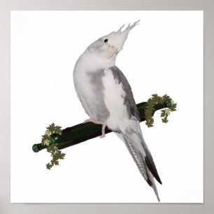 Cute Lutino Cockatiel Bird Ivy Perch Poster