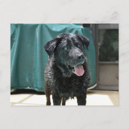 Cute Lycklig Blöt Svart lab Stands på Bassäng Deck Vykort