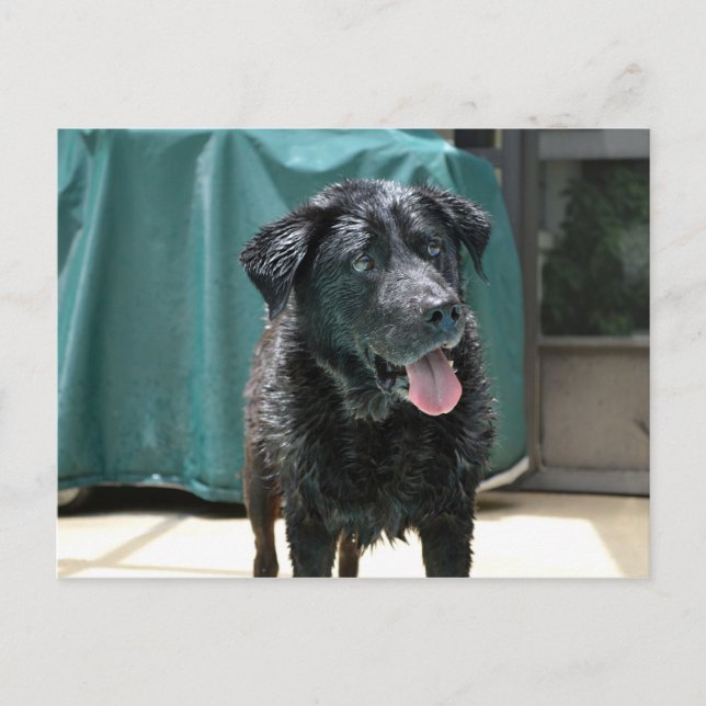 Cute Lycklig Blöt Svart lab Stands på Bassäng Deck Vykort (Framsida)