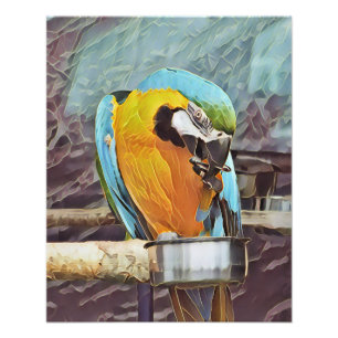 CUTE MACAW FOTOTRYCK
