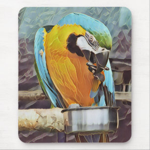 CUTE MACAW MUSMATTA
